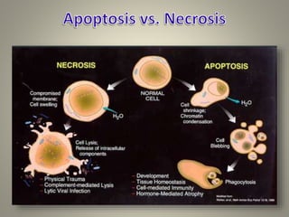 APOPTOSIS : The programmed cell death | PPTX