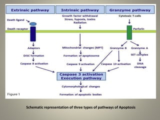 APOPTOSIS : The programmed cell death | PPTX