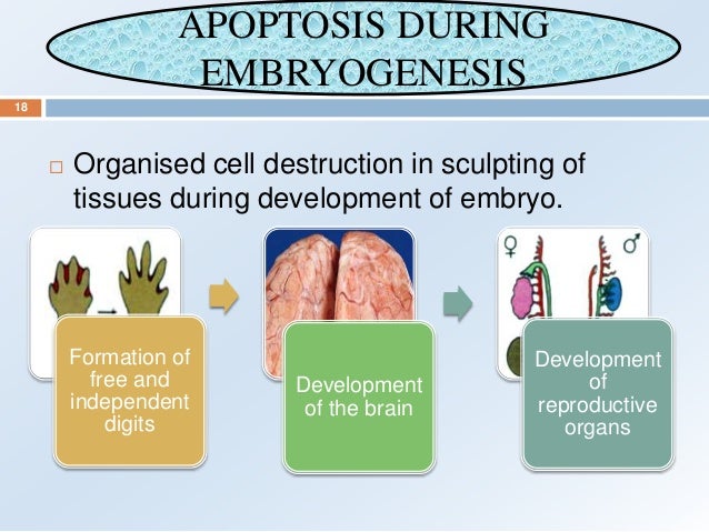 Apoptosis