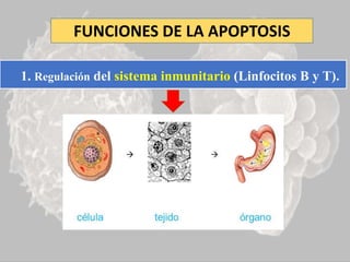 FUNCIONES DE LA APOPTOSIS
1. Regulación del sistema inmunitario (Linfocitos B y T).
 