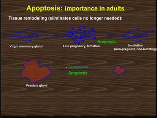Apoptosis: importance in adults
Tissue remodeling (eliminates cells no longer needed):
Virgin mammary gland Late pregnancy, lactation Involution
(non-pregnant, non-lactating)
Apoptosis
Apoptosis
- Testosterone
Prostate gland
 