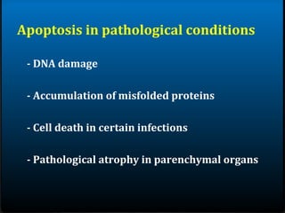 Apoptosis in pathological conditions
- DNA damage
- Accumulation of misfolded proteins
- Cell death in certain infections
- Pathological atrophy in parenchymal organs
 