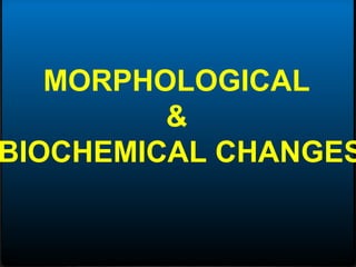 MORPHOLOGICAL
&
BIOCHEMICAL CHANGES
 
