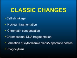 CLASSIC CHANGES
• Cell shrinkage
• Nuclear fragmentation
• Chromatin condensation
• Chromosomal DNA fragmentation
• Formation of cytoplasmic blebs& apoptotic bodies
• Phagocytosis
 