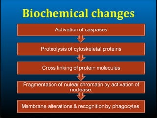 Biochemical changes
 