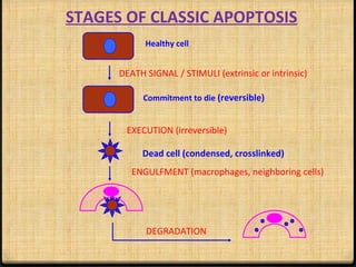 STAGES OF CLASSIC APOPTOSIS
Healthy cell
DEATH SIGNAL / STIMULI (extrinsic or intrinsic)
Commitment to die (reversible)
EXECUTION (irreversible)
Dead cell (condensed, crosslinked)
ENGULFMENT (macrophages, neighboring cells)
DEGRADATION
 