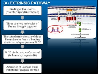 (A) EXTRINSIC PATHWAY
FLIP
 