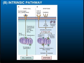 (B) INTRINSIC PATHWAY
 
