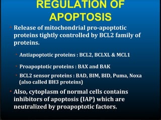 REGULATION OF
APOPTOSIS
• Release of mitochondrial pro-apoptotic
proteins tightly controlled by BCL2 family of
proteins.
• Antiapoptotic proteins : BCL2, BCLXL & MCL1
• Proapoptotic proteins : BAX and BAK
• BCL2 sensor proteins : BAD, BIM, BID, Puma, Noxa
(also called BH3 proteins)
• Also, cytoplasm of normal cells contains
inhibitors of apoptosis (IAP) which are
neutralized by proapoptotic factors.
 