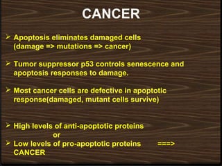 CANCER
 Apoptosis eliminates damaged cells
(damage => mutations => cancer)
 Tumor suppressor p53 controls senescence and
apoptosis responses to damage.
 Most cancer cells are defective in apoptotic
response(damaged, mutant cells survive)
 High levels of anti-apoptotic proteins
or
 Low levels of pro-apoptotic proteins ===>
CANCER
 
