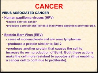 CANCER
VIRUS ASSOCIATED CANCER
• Human papilloma viruses (HPV)
•causes cervical cancer
•produces a protein (E6)-binds & inactivates apoptosis promoter p53.
• Epstein-Barr Virus (EBV)
- cause of mononucleosis and a/w some lymphomas
–produces a protein similar to Bcl-2
–produces another protein that causes the cell to
increase its own production of Bcl-2. Both these actions
make the cell more resistant to apoptosis (thus enabling
a cancer cell to continue to proliferate).
 