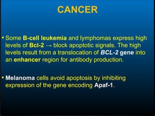 • Some B-cell leukemia and lymphomas express high
levels of Bcl-2 → block apoptotic signals. The high
levels result from a translocation of BCL-2 gene into
an enhancer region for antibody production.
• Melanoma cells avoid apoptosis by inhibiting
expression of the gene encoding Apaf-1.
CANCER
 
