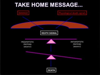 DAMAGE Physiological death signals
DEATH SIGNAL
PROAPOPTOTIC
PROTEINS
(dozens!)
ANTIAPOPTOTIC
PROTEINS
(dozens!)
DEATH
 