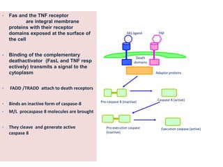 Apoptosis in health and diseases | PPTX
