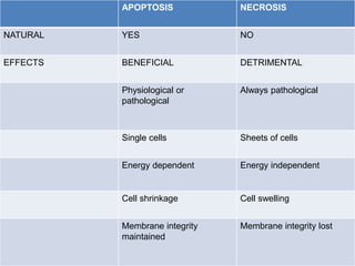 sclero dinesh
APOPTOSIS NECROSIS
Role for mitochondria and cytochrome C No role for mitochondria
No leak of lysosomal enzy...