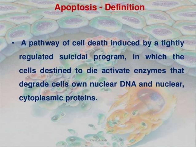 term paper on apoptosis term paper on apoptosis