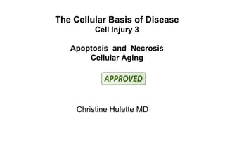 The Cellular Basis of Disease
Cell Injury 3
Apoptosis and Necrosis
Cellular Aging
Christine Hulette MD
 