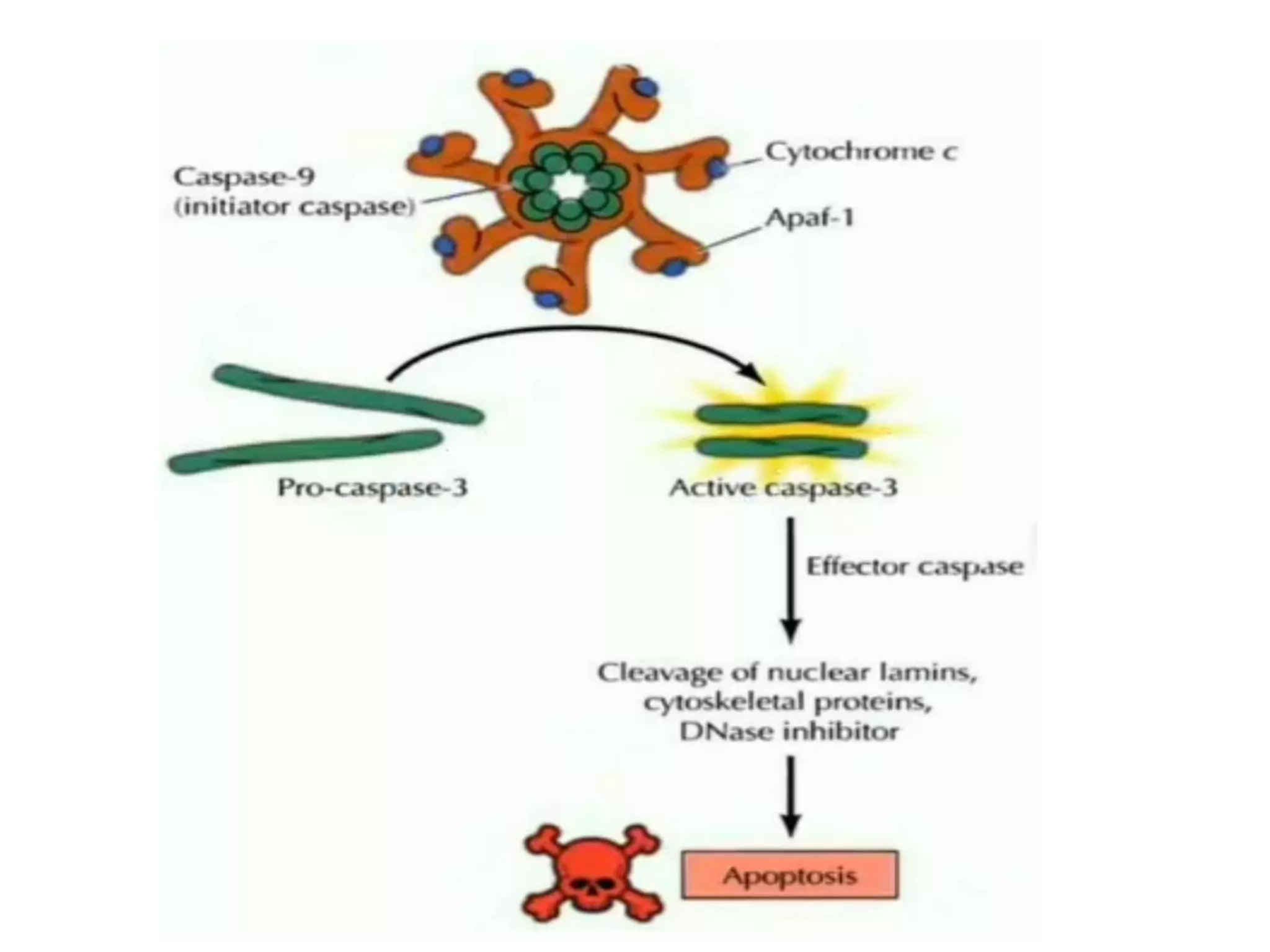 Apoptosis regulation by BCL-2 | PPTX