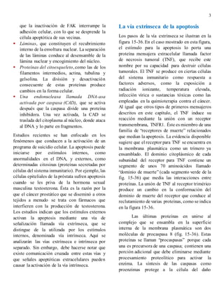 3
que la inactivación de FAK interrumpe la
adhesión celular, con lo que se desprende la
célula apoptótica de sus vecinas.
 Láminas, que constituyen el recubrimiento
interno de la envoltura nuclear. La separación
de las láminas conduce al desensamble de la
lámina nuclear y encogimiento del núcleo.
 Proteínas del citoesqueleto, como las de los
filamentos intermedios, actina, tubulina y
gelsolina. La división y desactivación
consecuente de estas proteínas produce
cambios en la forma celular.
 Una endonucleasa llamada DNA-asa
activada por caspasa (CAD), que se activa
después que la caspasa divide una proteína
inhibidora. Una vez activada, la CAD se
traslada del citoplasma al núcleo, donde ataca
al DNA y lo parte en fragmentos.
Estudios recientes se han enfocado en los
fenómenos que conducen a la activación de un
programa de suicidio celular. La apoptosis puede
iniciarse por estímulos internos, como
anormalidades en el DNA, y externos, como
determinadas citosinas (proteínas secretadas por
células del sistema inmunitario). Por ejemplo, las
células epiteliales de la próstata sufren apoptosis
cuando se les priva de la hormona sexual
masculina testosterona. Ésta es la razón por la
que el cáncer prostático que se diseminó a otros
tejidos a menudo se trata con fármacos que
interfieren con la producción de testosterona.
Los estudios indican que los estímulos externos
activan la apoptosis mediante una vía de
señalización llamada vía extrínseca, que se
distingue de la utilizada por los estímulos
internos, denominada vía intrínseca. Aquí se
analizarán las vías extrínseca e intrínseca por
separado. Sin embargo, debe hacerse notar que
existe comunicación cruzada entre estas vías y
que señales apoptóticas extracelulares pueden
causar la activación de la vía intrínseca.
La vía extrínseca de la apoptosis
Los pasos de la vía extrínseca se ilustran en la
figura 15-36. En el caso mostrado en esta figura,
el estímulo para la apoptosis lo porta una
proteína mensajera extracelular llamada factor
de necrosis tumoral (TNF), que recibe este
nombre por su capacidad para destruir células
tumorales. El TNF se produce en ciertas células
del sistema inmunitario como respuesta a
factores adversos, como la exposición a
radiación ionizante, temperatura elevada,
infección vírica o sustancias tóxicas como las
empleadas en la quimioterapia contra el cáncer.
Al igual que otros tipos de primeros mensajeros
descritos en este capítulo, el TNF induce su
reacción mediante la unión con un receptor
transmembrana, TNFR1. Éste es miembro de una
familia de “receptores de muerte” relacionados
que median la apoptosis. La evidencia disponible
sugiere que el receptor para TNF se encuentra en
la membrana plasmática como un trímero ya
ensamblado. El dominio citoplásmico de cada
subunidad del receptor para TNF contiene un
segmento de unos 70 aminoácidos llamado
“dominio de muerte” (cada segmento verde de la
fig. 15-36) que media las interacciones entre
proteínas. La unión de TNF al receptor trimérico
produce un cambio en la conformación del
dominio de muerte del receptor que conduce al
reclutamiento de varias proteínas, como se indica
en la figura 15-36.
Las últimas proteínas en unirse al
complejo que se ensambla en la superficie
interna de la membrana plasmática son dos
moléculas de procaspasa 8 (fig. 15-36). Estas
proteínas se llaman “procaspasas” porque cada
una es precursora de una caspasa; contienen una
porción adicional que debe eliminarse mediante
procesamiento proteolítico para activar la
enzima. La síntesis de las caspasas como
proenzimas protege a la célula del daño
 