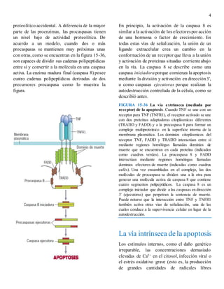 4
proteolítico accidental. A diferencia de la mayor
parte de las proenzimas, las procaspasas tienen
un nivel bajo de actividad proteolítica. De
acuerdo a un modelo, cuando dos o más
procaspasas se mantienen muy próximas unas
con otras, como se encuentran en la figura 15-36,
son capaces de dividir sus cadenas polipeptídicas
entre sí y convertir a la molécula en una caspasa
activa. La enzima madura final (caspasa 8) posee
cuatro cadenas polipeptídicas derivadas de dos
precursores procaspasa como lo muestra la
figura.
En principio, la activación de la caspasa 8 es
similar a la activación de los efectorespor acción
de una hormona o factor de crecimiento. En
todas estas vías de señalización, la unión de un
ligando extracelular crea un cambio en la
conformación de un receptor que lleva a la unión
y activación de proteínas situadas corrienteabajo
en la vía. La caspasa 8 se describe como una
caspasa iniciadora porque comienza la apoptosis
mediante la división y activación en dirección3',
o como caspasas ejecutoras porque realizan la
autodestrucción controlada de la célula, como se
describió antes.
FIGURA 15-36 La vía extrínseca (mediada por
receptor) de la apoptosis. Cuando TNF se une con un
receptor para TNF (TNFR1), el receptor activado se une
con dos proteínas adaptadoras citoplásmicas diferentes
(TRADD y FADD) y a la procaspasa 8 para formar un
complejo multiproteínico en la superficie interna de la
membrana plasmática. Los dominios citoplásmicos del
receptor TNF, FADD y TRADD interactúan entre sí
mediante regiones homólogas llamadas dominios de
muerte que se encuentran en cada proteína (indicados
como cuadros verdes). La procaspasa 8 y FADD
interactúan mediante regiones homólogas llamadas
dominios efectores de muerte (indicadas como cuadros
cafés). Una vez ensambladas en el complejo, las dos
moléculas de procaspasa se dividen una a la otra para
generar una molécula activa de caspasa 8 que contiene
cuatro segmentos polipeptídicos. La caspasa 8 es un
complejo iniciador que divide a las caspasas en dirección
3' (ejecutoras) que perpetran la sentencia de muerte.
Puede notarse que la interacción entre TNF y TNFR1
también activa otras vías de señalización, una de las
cuales conduce a la supervivencia celular en lugar de la
autodestrucción.
La vía intrínseca dela apoptosis
Los estímulos internos, como el daño genético
irreparable, las concentraciones demasiado
elevadas de Ca2+ en el citosol, infección viral o
el estrés oxidativo grave (esto es, la producción
de grandes cantidades de radicales libres
 