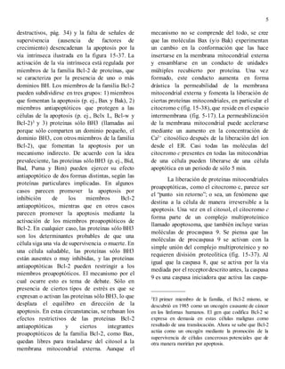 5
destructivos, pág. 34) y la falta de señales de
supervivencia (ausencia de factores de
crecimiento) desencadenan la apoptosis por la
vía intrínseca ilustrada en la figura 15-37. La
activación de la vía intrínseca está regulada por
miembros de la familia Bcl-2 de proteínas, que
se caracteriza por la presencia de uno o más
dominios BH. Los miembros de la familia Bcl-2
pueden subdividirse en tres grupos: 1) miembros
que fomentan la apoptosis (p. ej., Bax y Bak), 2)
miembros antiapoptóticos que protegen a las
células de la apoptosis (p. ej., Bclx L, Bcl-w y
Bcl-2)3 y 3) proteínas sólo BH3 (llamadas así
porque sólo comparten un dominio pequeño, el
dominio BH3, con otros miembros de la familia
Bcl-2), que fomentan la apoptosis por un
mecanismo indirecto. De acuerdo con la idea
prevaleciente, las proteínas sóloBH3 (p. ej., Bid,
Bad, Puma y Bim) pueden ejercer su efecto
antiapoptótico de dos formas distintas, según las
proteínas particulares implicadas. En algunos
casos parecen promover la apoptosis por
inhibición de los miembros Bcl-2
antiapoptóticos, mientras que en otros casos
parecen promover la apoptosis mediante la
activación de los miembros proapoptóticos de
Bcl-2. En cualquier caso, las proteínas sólo BH3
son los determinantes probables de que una
célula siga una vía de supervivencia o muerte. En
una célula saludable, las proteínas sólo BH3
están ausentes o muy inhibidas, y las proteínas
antiapoptóticas Bcl-2 pueden restringir a los
miembros proapoptóticos. El mecanismo por el
cual ocurre esto es tema de debate. Sólo en
presencia de ciertos tipos de estrés es que se
expresan o activan las proteínas sólo BH3, lo que
desplaza el equilibro en dirección de la
apoptosis. En estas circunstancias, se rebasan los
efectos restrictivos de las proteínas Bcl-2
antiapoptóticas y ciertos integrantes
proapoptóticos de la familia Bcl-2, como Bax,
quedan libres para trasladarse del citosol a la
membrana mitocondrial externa. Aunque el
mecanismo no se comprende del todo, se cree
que las moléculas Bax (y/o Bak) experimentan
un cambio en la conformación que las hace
insertarse en la membrana mitocondrial externa
y ensamblarse en un conducto de unidades
múltiples recubierto por proteína. Una vez
formado, este conducto aumenta en forma
drástica la permeabilidad de la membrana
mitocondrial externa y fomenta la liberación de
ciertas proteínas mitocondriales, en particular el
citocromo c (fig. 15-38), que reside en el espacio
intermembrana (fig. 5-17). La permeabilización
de la membrana mitocondrial puede acelerarse
mediante un aumento en la concentración de
Ca2+ citosólico después de la liberación del ion
desde el ER. Casi todas las moléculas del
citocromo c presentes en todas las mitocondrias
de una célula pueden liberarse de una célula
apoptótica en un periodo de sólo 5 min.
La liberación de proteínas mitocondriales
proapoptóticas, como el citocromo c, parece ser
el “punto sin retorno”; o sea, un fenómeno que
destina a la célula de manera irreversible a la
apoptosis. Una vez en el citosol, el citocromo c
forma parte de un complejo multiproteínico
llamado apoptosoma, que también incluye varias
moléculas de procaspasa 9. Se piensa que las
moléculas de procaspasa 9 se activan con la
simple unión del complejo multiproteínico y no
requieren división proteolítica (fig. 15-37). Al
igual que la caspasa 8, que se activa por la vía
mediada por el receptordescrito antes, la caspasa
9 es una caspasa iniciadora que activa las caspa-
___________
3
El primer miembro de la familia, el Bcl-2 mismo, se
descubrió en 1985 como un oncogén causante de cáncer
en los linfomas humanos. El gen que codifica Bcl-2 se
expresa en demasía en estas células malignas como
resultado de una translocación. Ahora se sabe que Bcl-2
actúa como un oncogén mediante la promoción de la
supervivencia de células cancerosas potenciales que de
otra manera morirían por apoptosis.
 