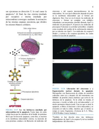 6
sas ejecutoras en dirección 3', lo cual causa la
apoptosis.4 Al final, las vías externa (mediada
por receptor) e interna (mediada por
mitocondrias) convergen mediante la activación
de las mismas caspasas ejecutoras, que dividen
los mismos blancos celulares.
FIGURA 15-37 La vía intrínseca (mediada por
mitocondrias) de la apoptosis. Varios tipos de estrés
celular hacen que los miembros de la familia de proteínas
Bcl-2 que favorecen la apoptosis, como Bax, se inserten
en la membrana mitocondrial externa. La inserción de
estas proteínas conduce a la liberación de moléculas del
citocromo c del espacio intermembranoso de las
mitocondrias. Se cree que la liberación depende de poros
en la membrana mitocondrial que se forman por
oligómeros Bax. Una vez en el citosol, las moléculas de
citocromo c forman un complejo con múltiples
subunidades con una proteína citosólica llamada Apaf-1y
moléculas de procaspasa 9. Al parecer, las moléculas de
procaspasa 9 alcanzan su actividad proteolítica completa
como resultado del cambio de la conformación inducido
por su relación con Apaf-1. Las moléculas de caspasa 9
dividen y activan a las caspasas ejecutoras, las cuales
realizan la reacción de apoptosis.
FIGURA 15-38 Liberación del citocromo c y
fragmentación nuclear durante la apoptosis.
Micrografías con fluorescencia de células de mamífero
cultivadas antes (a) y después (b) del tratamiento con
inhibidor de proteína cinasa citotóxico que activa la vía
intrínseca de la apoptosis. En la célula no tratada, el
citocromo c (verde) se halla en la red mitocondrial y el
núcleo permanece intacto (azul). Una vez que se inicia la
apoptosis, se libera el citocromo c de la mitocondria y se
encuentra en toda la célula, mientras que el núcleo se
rompe en varios fragmentos. (Cortesía de S. E. Wiley,
USCD/Walther Cancer Institute.)
4
También se han descrito otras vías intrínsecas
independientes de Apaf-1 y la caspasa 9 y tal vez también
independientes del citocromo c.
 
