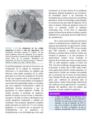 7
FIGURA 15-39 La eliminación de las células
apoptóticas se lleva a cabo por fagocitosis. Esta
micrografía electrónica muestra el “cadáver” de una
célula apoptótica dentro del citoplasma de un fagocito.
Nótese la naturaleza compacta de la célula englobada y el
estado denso de su cromatina. (Reimpresa con
autorización de Peter M. Henson, Donna L. Bratton y
Valerie A. Fadok, Curr. Biol. 11:R796, 2001.)
Es posible preguntarse por qué el citocromoc, un
componente de la cadena de transporte de
electrones, y la mitocondria, un organelo que
funciona como planta energética de la célula,
participan en el inicio de la apoptosis. Por ahora
no hay una respuesta obvia a esta pregunta. La
función clave de las mitocondrias en la apoptosis
suscita aún más perplejidad cuando se considera
que estos organelos evolucionaron a partir de
simbiontes internos procariotas y que los
procariotas no sufren apoptosis. Cuando las
células ejecutan el programa de apoptosis,
pierden el contacto con sus vecinas y empiezan a
encogerse. Al final, la célula se desintegra en un
cuerpo apoptótico condensado y rodeado por
membrana. Este programa apoptótico completo
puede ejecutarse en menos de 1 h. Los cuerpos
apoptótico se reconocen por la presencia de
fosfatidilserina en su superficie. La
fosfatidilserina es un fosfolípido que sólo suele
encontrarse en la hoja interna de la membrana
plasmática. Durante la apoptosis, una “revoltasa”
de fosfolípido mueve a las moléculas de
fosfatidilserina a la hoja externa de la membrana
plasmática, donde los macrófagos especializados
la reconocencomo una señal de fagocitar. Por lo
tanto, la muerte celular por apoptosis ocurre sin
verter el contenido celular al ambiente
extracelular (fig. 15-39). Esto es importante
porque la liberación de detritoscelulares causaría
inflamación, la cual puede provocar daño hístico
de consideración.
Tal y como existenseñales que destinan la
célula a la autodestrucción, también hay señales
opuestas que mantienen la supervivencia celular.
De hecho, la interaccióndel TNF con un receptor
para TNF transmite a menudo dos señales
distintas y contrarias hacia el interior celular: una
estimula la apoptosis y la otra promueve la
supervivencia celular. Como resultado, la
mayoría de las células que tienen receptores para
TNF no sufre apoptosis cuando se tratan con
TNF. Esto fue un hallazgo decepcionante porque
al principio se pensó que el TNF podía usarse
como agente para destruir células tumorales. La
supervivencia celular casi siempre está mediada
por la activación de un factor de transcripción
clave llamado NF-κB, que media la expresión de
genes que codifican las proteínas para la
supervivencia celular. Pareceríaque el destino de
una célula (ya sea la supervivencia o la muerte),
depende del equilibrio entre las señales que
fomentan y las que impiden la apoptosis.
REVISIÓN ?
1. ¿Cuáles son algunas de las funciones de la
apoptosis en la biología de los vertebrados?
Describa los pasos que ocurren entre a) el
momento en que la molécula de TNF se
une con su receptor y la muerte final de la
célula y b) entre el momento en que el
miembro proapoptótico Bcl-2 se une con la
 