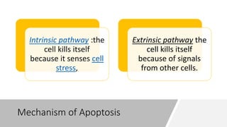Apoptosis my ppt | PPTX