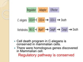  Cell death program in C.elegans is
conserved in mammalian cells.
 There were homologous genes discovered
in Mammalian cell.
Regulatory pathway is conserved
 