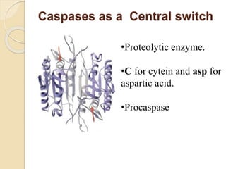 Caspases as a Central switch
•Proteolytic enzyme.
•C for cytein and asp for
aspartic acid.
•Procaspase
 