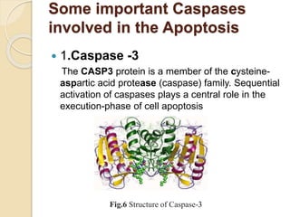 Some important Caspases
involved in the Apoptosis
 1.Caspase -3
The CASP3 protein is a member of the cysteine-
aspartic acid protease (caspase) family. Sequential
activation of caspases plays a central role in the
execution-phase of cell apoptosis
Fig.6 Structure of Caspase-3
 