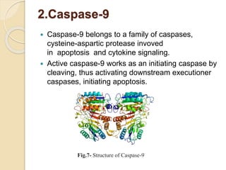 2.Caspase-9
 Caspase-9 belongs to a family of caspases,
cysteine-aspartic protease invoved
in apoptosis and cytokine signaling.
 Active caspase-9 works as an initiating caspase by
cleaving, thus activating downstream executioner
caspases, initiating apoptosis.
Fig.7- Structure of Caspase-9
 