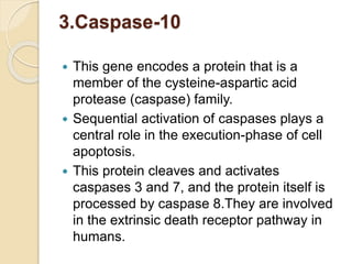 3.Caspase-10
 This gene encodes a protein that is a
member of the cysteine-aspartic acid
protease (caspase) family.
 Sequential activation of caspases plays a
central role in the execution-phase of cell
apoptosis.
 This protein cleaves and activates
caspases 3 and 7, and the protein itself is
processed by caspase 8.They are involved
in the extrinsic death receptor pathway in
humans.
 