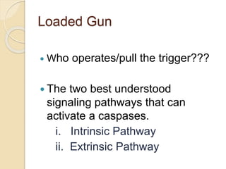 Loaded Gun
 Who operates/pull the trigger???
 The two best understood
signaling pathways that can
activate a caspases.
i. Intrinsic Pathway
ii. Extrinsic Pathway
 