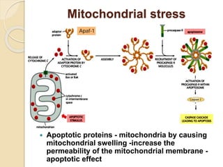 Mitochondrial stress
 Apoptotic proteins - mitochondria by causing
mitochondrial swelling -increase the
permeability of the mitochondrial membrane -
apoptotic effect
 