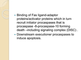  Binding of Fas ligand-adaptor
proteins/activator proteins which in turn
recruit initiator procaspases that is
procaspase -8-procaspase-10 forming
death –including signaling complex (DISC) .
 Downstream executioner procaspases to
induce apoptosis.
 