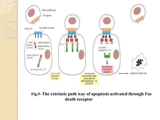 Fig.9- The extrinsic path way of apoptosis activated through Fas
death receptor
 