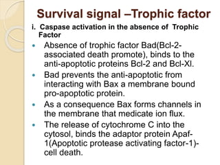 Survival signal –Trophic factor
i. Caspase activation in the absence of Trophic
Factor
 Absence of trophic factor Bad(Bcl-2-
associated death promote), binds to the
anti-apoptotic proteins Bcl-2 and Bcl-Xl.
 Bad prevents the anti-apoptotic from
interacting with Bax a membrane bound
pro-apoptotic protein.
 As a consequence Bax forms channels in
the membrane that medicate ion flux.
 The release of cytochrome C into the
cytosol, binds the adaptor protein Apaf-
1(Apoptotic protease activating factor-1)-
cell death.
 