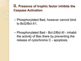 ii. Presence of trophic factor inhibits the
Caspase Activation
 Phosphorylated Bad, however cannot bind
to Bcl2/Bcl-X1.
 Phosphorylated Bad - Bcl-2/Bcl-Xl - inhabit
the activity of Bax there by preventing the
release of cytochrome C - apoptosis.
 