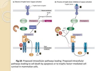 Fig.10- Proposed intracellular pathways leading Proposed intracellular
pathways leading to cell death by apoptosis or to trophic factor–mediated cell
survival in mammalian cells.
 