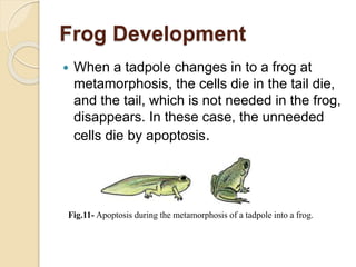 Frog Development
 When a tadpole changes in to a frog at
metamorphosis, the cells die in the tail die,
and the tail, which is not needed in the frog,
disappears. In these case, the unneeded
cells die by apoptosis.
Fig.11- Apoptosis during the metamorphosis of a tadpole into a frog.
 