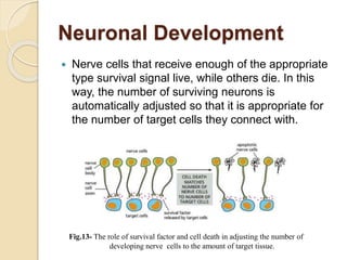 Neuronal Development
 Nerve cells that receive enough of the appropriate
type survival signal live, while others die. In this
way, the number of surviving neurons is
automatically adjusted so that it is appropriate for
the number of target cells they connect with.
Fig.13- The role of survival factor and cell death in adjusting the number of
developing nerve cells to the amount of target tissue.
 