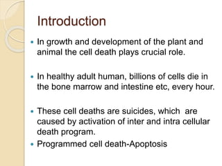 Introduction
 In growth and development of the plant and
animal the cell death plays crucial role.
 In healthy adult human, billions of cells die in
the bone marrow and intestine etc, every hour.
 These cell deaths are suicides, which are
caused by activation of inter and intra cellular
death program.
 Programmed cell death-Apoptosis
 