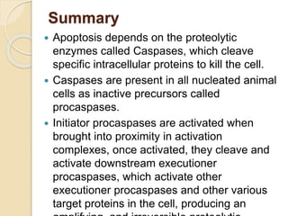 Summary
 Apoptosis depends on the proteolytic
enzymes called Caspases, which cleave
specific intracellular proteins to kill the cell.
 Caspases are present in all nucleated animal
cells as inactive precursors called
procaspases.
 Initiator procaspases are activated when
brought into proximity in activation
complexes, once activated, they cleave and
activate downstream executioner
procaspases, which activate other
executioner procaspases and other various
target proteins in the cell, producing an
 
