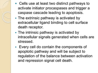  Cells use at least two distinct pathways to
activate initiator procaspases and trigger a
caspase cascade leading to apoptosis.
 The extrinsic pathway is activated by
extracellular ligand binding to cell surface
death receptor.
 The intrinsic pathway is activated by
intracellular signals generated when cells are
stressed.
 Every cell do contain the components of
apoptotic pathway and will be subject to
regulation of the balance between activation
and repression signal cell death.
 
