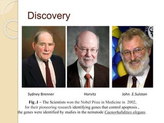 Discovery
Fig .1 – The Scientists won the Nobel Prize in Medicine in 2002,
for their pioneering research identifying genes that control apoptosis ,
the genes were identified by studies in the nematode Caenorhabdities elegans.
Sydney Brenner Horvitz John .E.Sulston
 