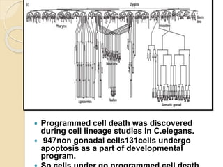  Programmed cell death was discovered
during cell lineage studies in C.elegans.
 947non gonadal cells131cells undergo
apoptosis as a part of developmental
program.
 