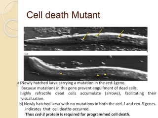 Cell death Mutant
a)Newly hatched larva carrying a mutation in the ced-1gene.
Because mutations in this gene prevent engulfment of dead cells,
highly refractile dead cells accumulate (arrows), facilitating their
visualization.
b) Newly hatched larva with no mutations in both the ced-1 and ced-3 genes.
indicates that cell deaths occurred.
Thus ced-3 protein is required for programmed cell death.
 
