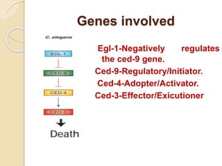 Genes involved
Egl-1-Negatively regulates
the ced-9 gene.
Ced-9-Regulatory/Initiator.
Ced-4-Adopter/Activator.
Ced-3-Effector/Exicutioner
 