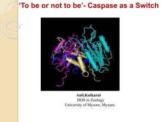 Anil.Kulkarni
DOS in Zoology
University of Mysore, Mysuru
‘To be or not to be’- Caspase as a Switch
 